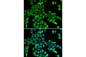 Immunofluorescence (IF) image for anti-Cystatin C (CST3) antibody (ABIN3022135) (CST3 antibody)