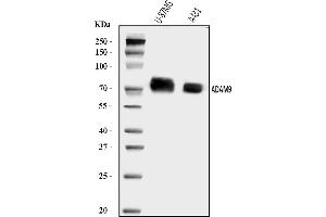 Western blot analysis of ADAM9 using anti-ADAM9 antibody (ABIN7600641).