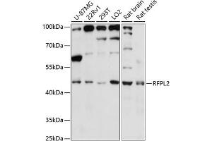 Western blot analysis of extracts of various cell lines, using RFPL2 antibody (ABIN7269923) at 1:3000 dilution. (RFPL2 antibody  (AA 50-150))