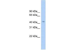 WB Suggested Anti-RG9MTD1 Antibody Titration:  0. (RG9MTD1 antibody  (Middle Region))