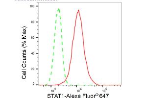 Flow cytometric analysis of STAT1 expression in H9c2 cells using STAT1 antibody (ABIN7800337), 1:2,000).