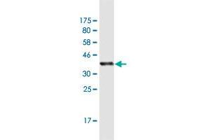 Western Blot detection against Immunogen (37. (PTPRN antibody  (AA 205-311))