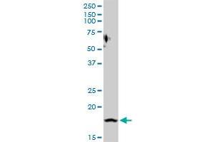 Prostaglandin E Synthase antibody  (AA 1-152)