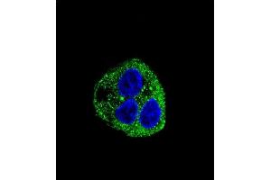 Confocal immunofluorescent analysis of Leptin (LEP) Antibody (C-term) (ABIN390092 and ABIN2840608) with HepG2 cell followed by Alexa Fluor® 488-conjugated goat anti-rabbit lgG (green). (Leptin antibody  (C-Term))