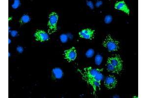 Anti-AK4 mouse monoclonal antibody (ABIN2454607) immunofluorescent staining of COS7 cells transiently transfected by pCMV6-ENTRY AK4 (RC220572). (AK4 antibody)