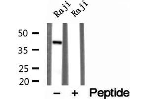 Western blot analysis of extracts of Raji cells, using TIA1 antibody. (TIA1 antibody  (Internal Region))