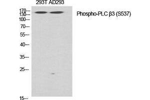 Western Blot (WB) analysis of specific cells using Phospho-PLC beta3 (S537) Polyclonal Antibody. (PLCB3 antibody  (pSer537))