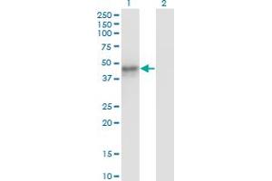 MAT1A antibody  (AA 1-395)