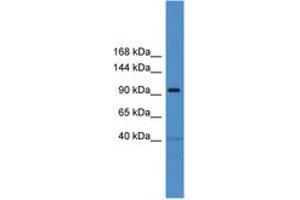 Image no. 1 for anti-Trafficking Protein, Kinesin Binding 1 (TRAK1) (AA 61-110) antibody (ABIN6745455) (TRAK1 antibody  (AA 61-110))