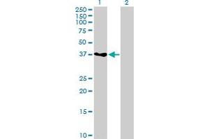 Western Blot analysis of GRAP2 expression in transfected 293T cell line by GRAP2 MaxPab polyclonal antibody. (GRAP2 antibody  (AA 1-330))