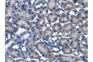 DAB staining on IHC-P; Samples: Mouse Kidney Tissue (PRODH antibody  (AA 398-551))