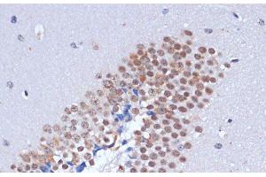 Immunohistochemistry of paraffin-embedded Mouse brain using DNMT3L Polyclonal Antibody at dilution of 1:100 (40x lens). (DNMT3L antibody)