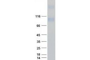 Validation with Western Blot (Prominin 2 Protein (PROM2) (Myc-DYKDDDDK Tag))