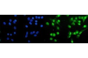 IF analysis of HAP1 using anti-HAP1 antibody (ABIN7599522). (HAP1 antibody  (AA 1-671))