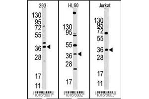 Western blot analysis of anti-HIF1AN Pab in 293, HL60 and Jurkat cell line lysates (HIF1AN antibody  (N-Term))