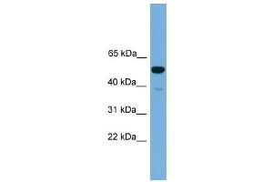WB Suggested Anti-Onecut3 Antibody Titration:  0. (ONECUT3 antibody  (C-Term))