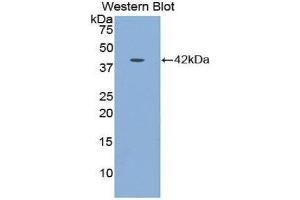 Western Blotting (WB) image for anti-Insulin-Like Growth Factor Binding Protein 1 (IGFBPI) (AA 159-249) antibody (ABIN1859302) (IGFBPI antibody  (AA 159-249))