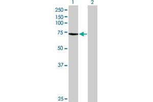 Western Blot analysis of BEST1 expression in transfected 293T cell line by BEST1 MaxPab polyclonal antibody.