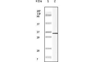 Western Blotting (WB) image for anti-Endonuclease, PolyU-Specific (ENDOU) (truncated) antibody (ABIN2464090) (ENDOU antibody  (truncated))