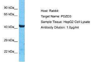 Host: Rabbit Target Name: PDZD3 Sample Type: HepG2 Whole Cell lysates Antibody Dilution: 1. (PDZD3 antibody  (N-Term))
