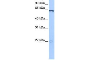 LIN9 antibody used at 0. (LIN9 antibody  (N-Term))