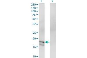 Western Blot analysis of GCG expression in transfected 293T cell line by GCG monoclonal antibody (M02), clone 1E2-E6. (Glucagon antibody  (AA 1-180))
