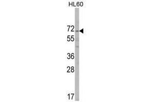 Image no. 1 for anti-AlkB, Alkylation Repair Homolog 8 (ALKBH8) (C-Term) antibody (ABIN452732) (ALKBH8 antibody  (C-Term))