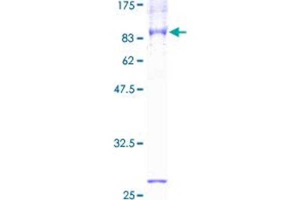 SLC1A1 Protein (AA 1-524) (GST tag)