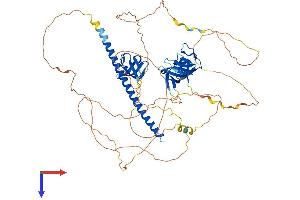CD2AP Protein (AA 1-639) (His tag)