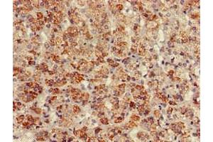 Immunohistochemistry of paraffin-embedded human adrenal gland tissue using ABIN7145218 at dilution of 1:100 (BAG4 antibody  (AA 6-185))