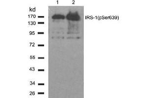 Image no. 2 for anti-Insulin Receptor Substrate 1 (IRS1) (pSer639) antibody (ABIN196980) (IRS1 antibody  (pSer639))
