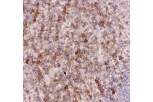 Anti-CD43 Picoband antibody, IHC(P) IHC(P): Mouse Spleen Tissue (CD43 antibody  (AA 272-400))