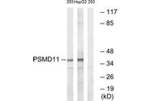 Western blot analysis of extracts from 293/HepG2 cells, using PSMD11 Antibody. (PSMD11 antibody  (AA 271-320))