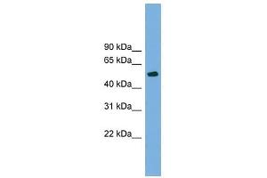 Beta Tubulin 4 antibody used at 1 ug/ml to detect target protein. (TUBB4 antibody  (N-Term))