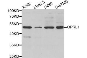 Western blot analysis of extracts of various cell lines, using OPRL1 antibody (ABIN5971593) at 1/500 dilution. (OPRL1 antibody)