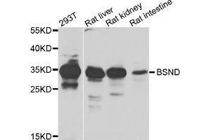 Western blot analysis of extracts of various cell lines, using BSND antibody. (BSND antibody)