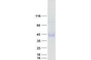 Validation with Western Blot