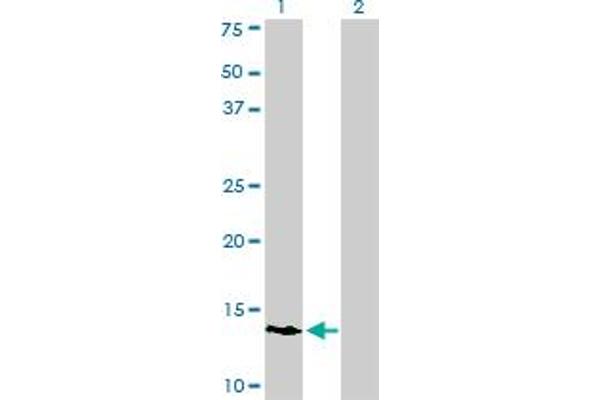 POLR3K antibody  (AA 1-108)