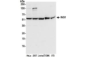 anti-Inhibitor of Growth Family, Member 1 (ING1) (AA 250-300) antibody