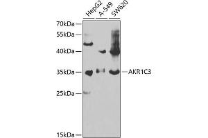 Western blot analysis of extracts of various cell lines, using C3 antibody (ABIN6131144, ABIN6136723, ABIN6136724 and ABIN6217618) at 1:1000 dilution. (AKR1C3 antibody  (AA 1-323))