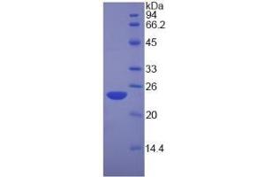 SDS-PAGE of Protein Standard from the Kit (Highly purified E. (Nucleolin ELISA Kit)