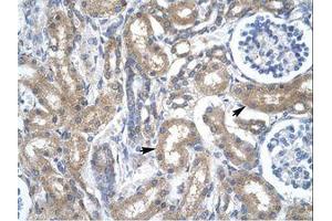 Image no. 1 for anti-Transcription Factor Dp-2 (E2F Dimerization Partner 2) (TFDP2) (N-Term) antibody (ABIN202398) (DP2 antibody  (N-Term))