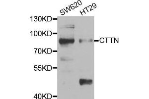 Western blot analysis of extracts of SW620 and HT29 cell lines, using CTTN antibody. (Cortactin antibody)