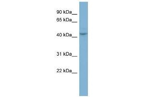 PGCP antibody used at 1 ug/ml to detect target protein. (CPQ antibody  (N-Term))