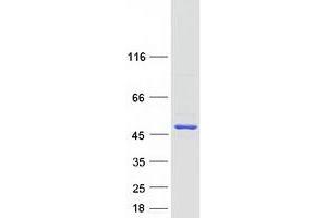 Validation with Western Blot