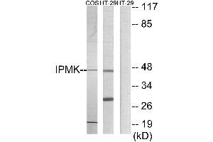 Western blot analysis of extracts from COS-7 cells and HT-29 cells, using IPMK antibody. (IPMK antibody)