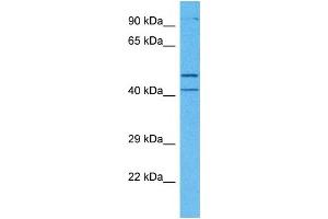 Host:  Rabbit  Target Name:  MCUR1  Sample Tissue:  Human Jurkat Whole Cell  Antibody Dilution:  1ug/ml