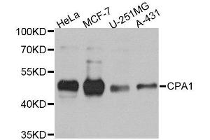 Western blot analysis of extracts of various cell lines, using CPA1 antibody. (CPA1 antibody)