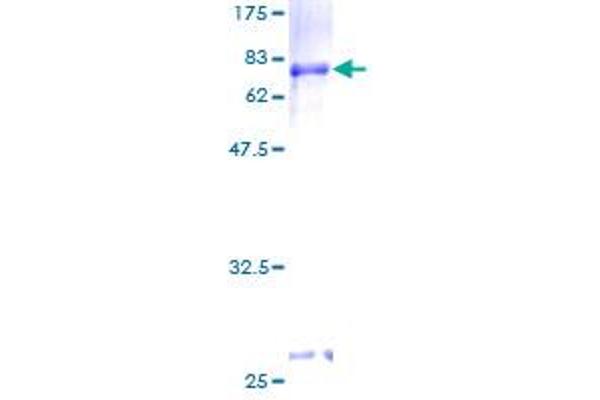 PCGF2 Protein (AA 1-344) (GST tag)