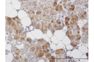 Immunoperoxidase of monoclonal antibody to CLEC2D on formalin-fixed paraffin-embedded human salivary gland. (CLEC2D antibody  (AA 1-154))